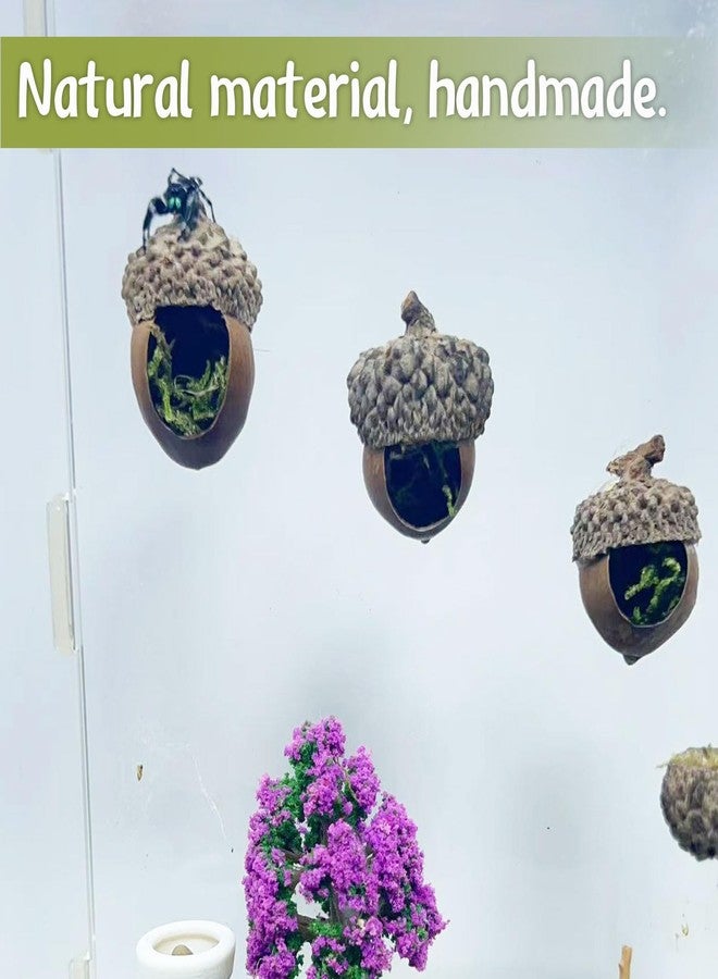 Daerky Jumping Spider Hide,Jumping Spider Hideaway Made from Real Acorns |,Handmade Magnetic Spider Cave, Ideal Habitat Accessory for Small Animals,Natural Decoration for Enclosure .3 Pack (Round Acorn) - Image 4